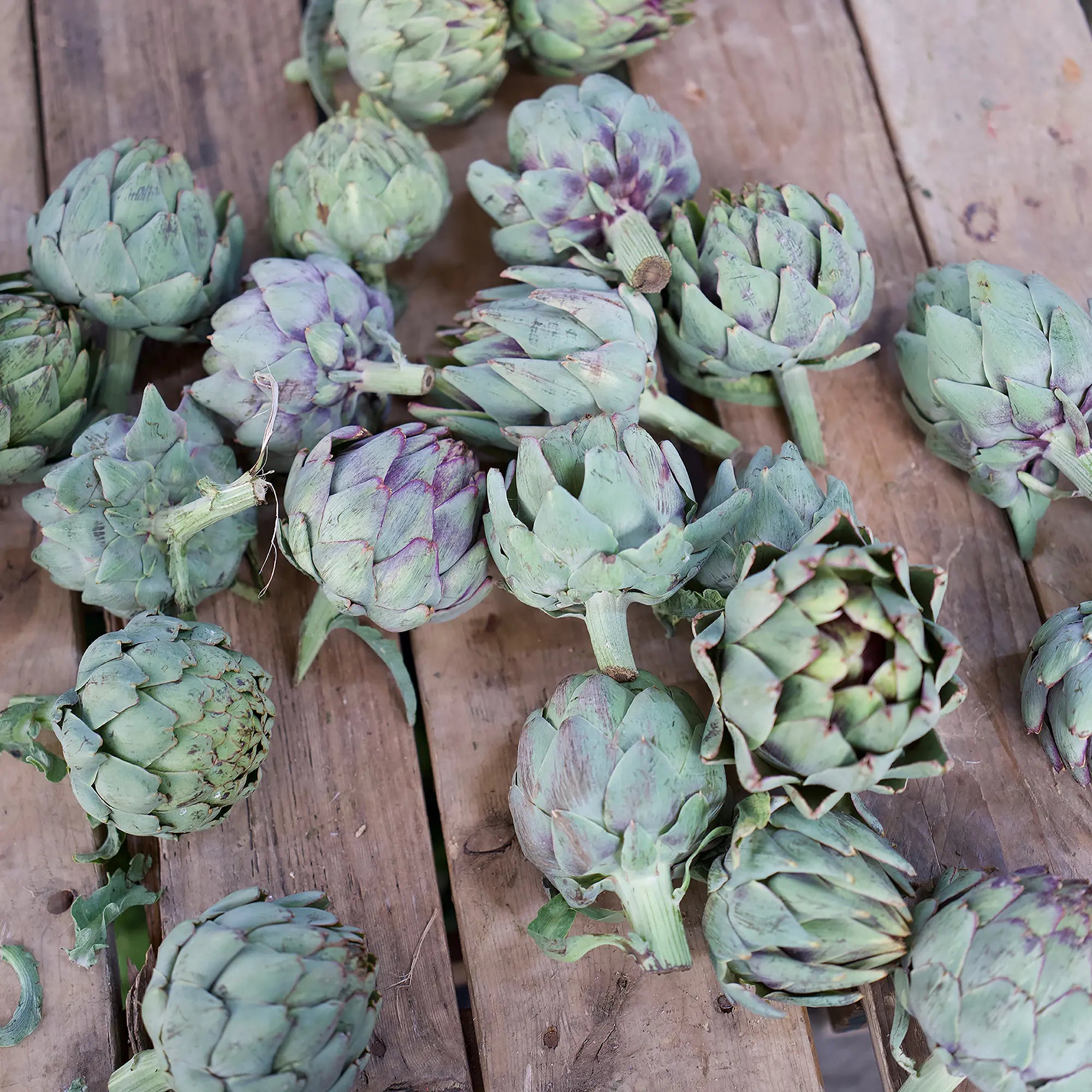 METALLICA MARKET TROLLEY